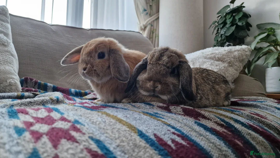 Mini Lop rabbits for sale: Mini lops for sale  - Advert 1