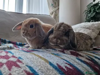 Mini Lop rabbits Mini lops for sale - Advert 1