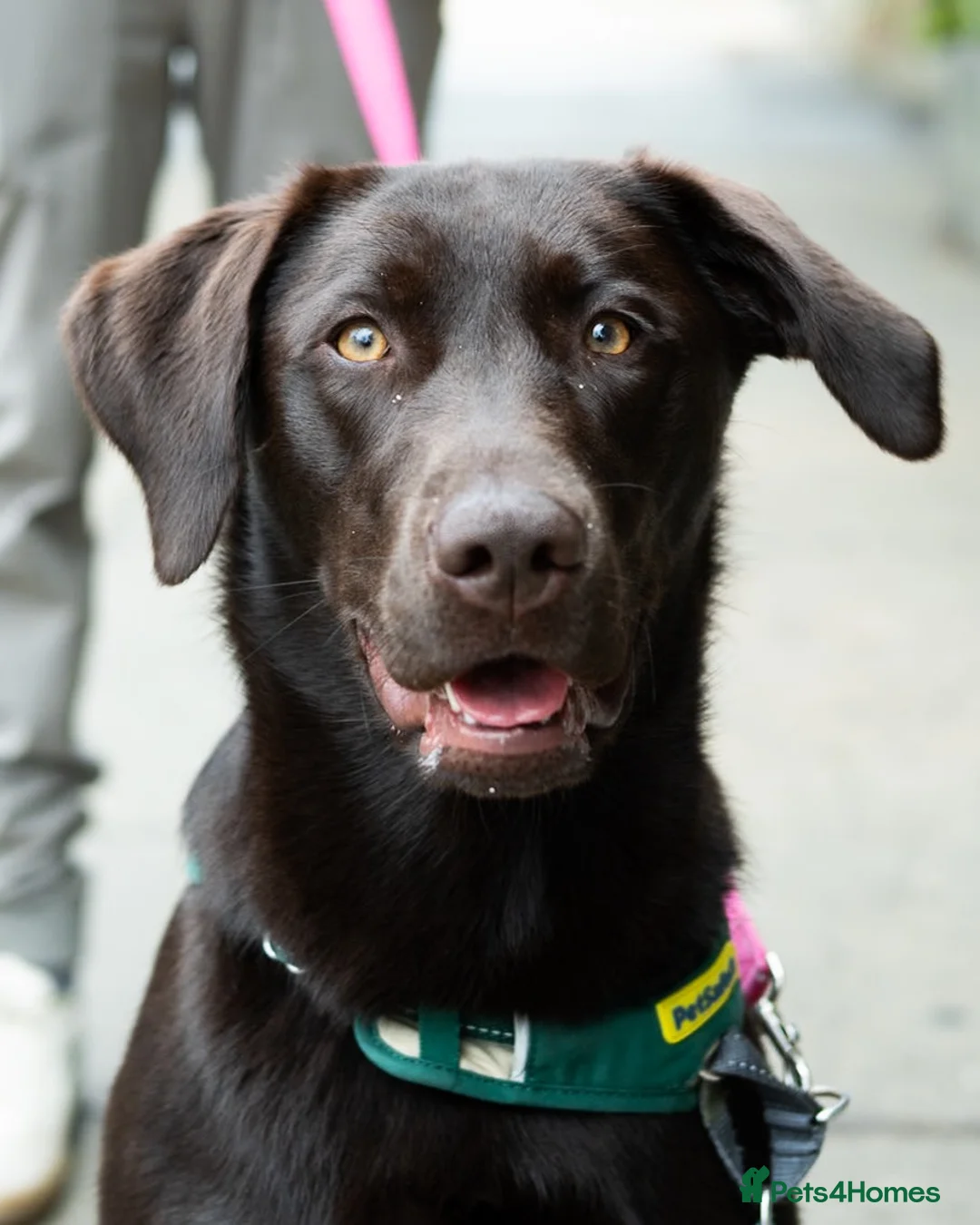 Labrador Retriever dogs for sale: Labrador retriever  in Croydon - Advert 2