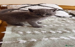 British Shorthair cats for sale: Gorgeous Kittens Ready to Find Their Forever Homes - Image 7