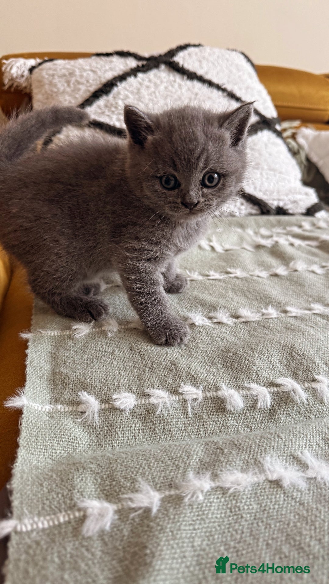 British Shorthair cats for sale: Gorgeous Kittens Ready to Find Their Forever Homes - Image 7