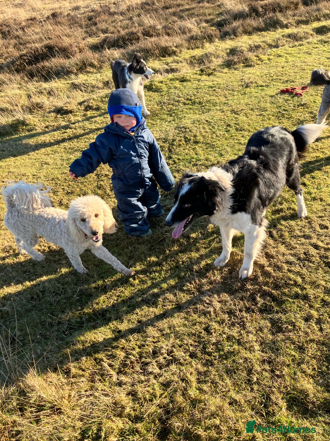 Miniature Poodle dogs for sale: MINIATURE POODLE  neutered male 4yrs old - Advert 4