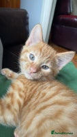 Mixed Breed cats Last All Ginger girl kitten - Advert 6