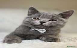 British Shorthair cats for sale: Adorable British Shorthair Kittens — READY TO GO! - Advert 10