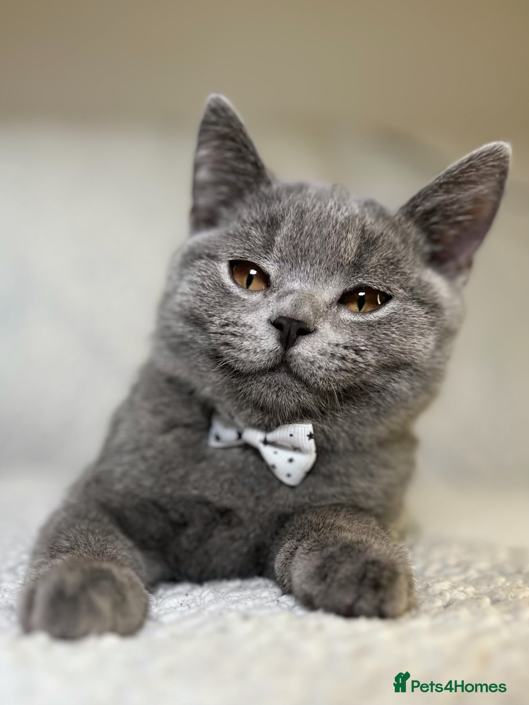 British Shorthair cats for sale: Adorable British Shorthair Kittens — READY TO GO! - Advert 10