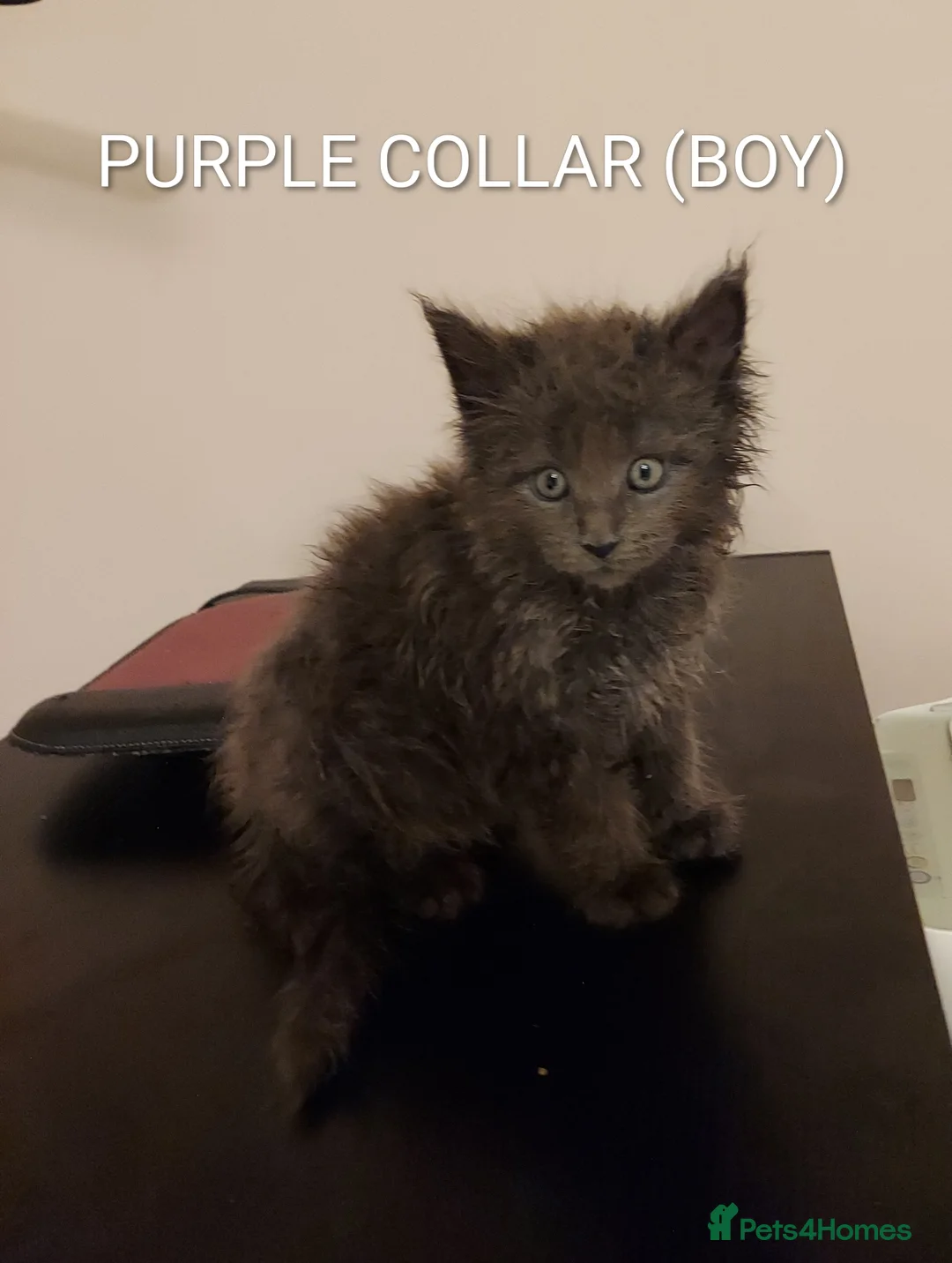 Maine Coon cats for sale: RARE COLOURS!!! MAINE COON KITTENS/DNA/GCCF  - Advert 14