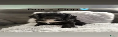 Flop 