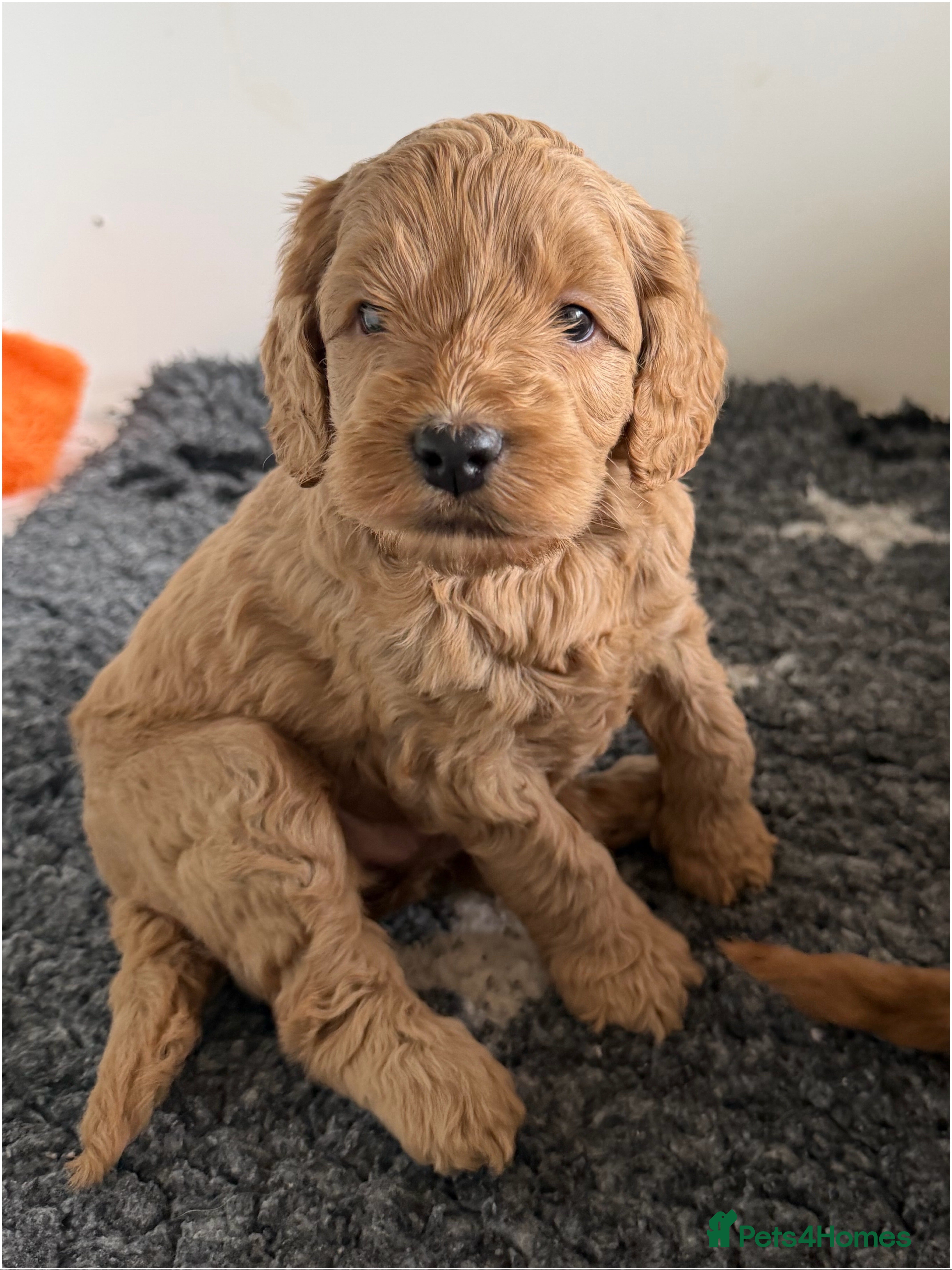 Australian Labradoodle dogs Genuine Australlian Labradoodles ( WALA reg)  - Advert 1