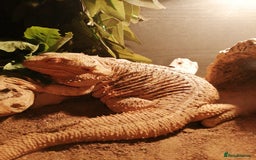 Dragon reptiles for sale: Bearded Dragon Lizard - Image 2