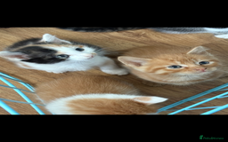Mixed Breed cats for sale: 6 kitten kittens looking for there forever homes  - Image 6