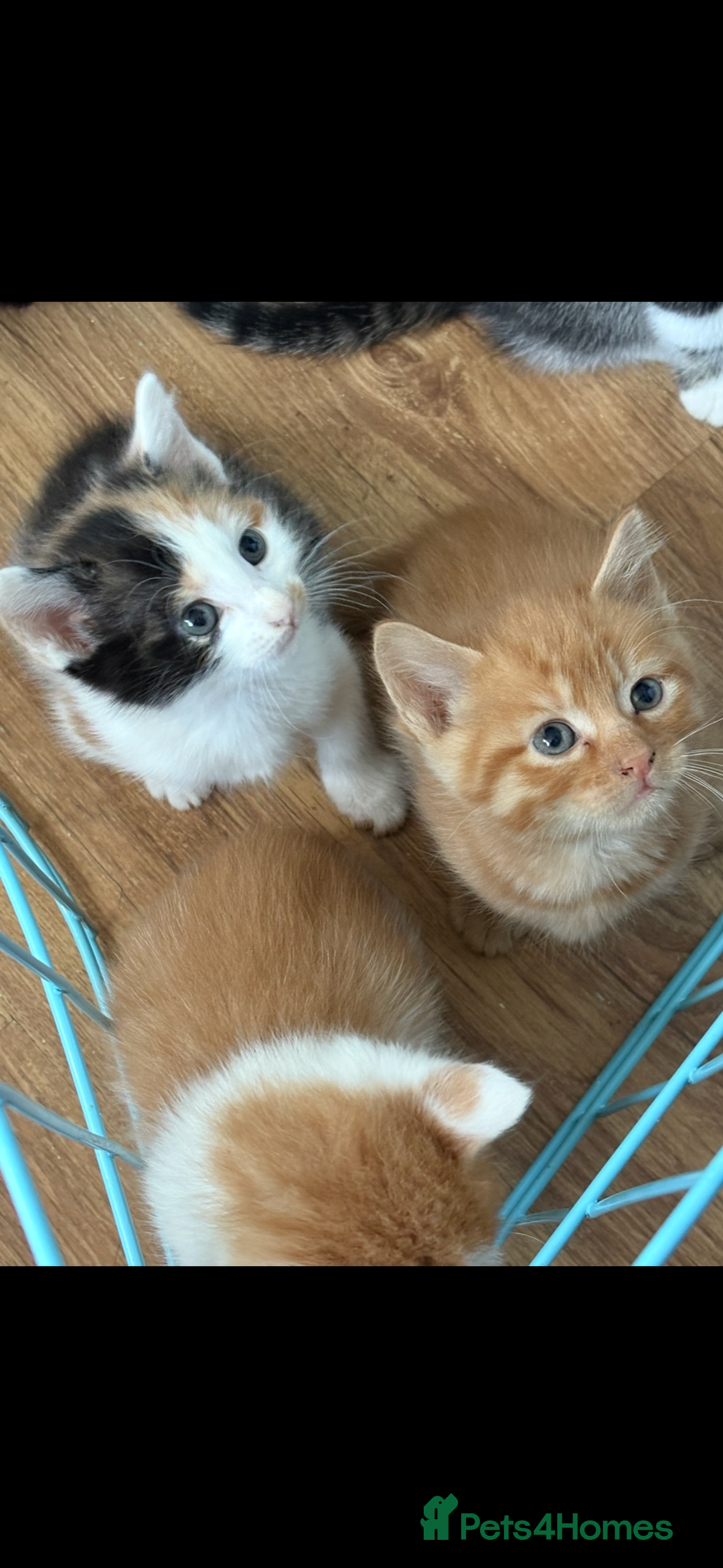 Mixed Breed cats for sale: 6 kitten kittens looking for there forever homes  - Image 6