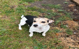 Jack Russell dogs for sale: Jack Russell bitch  - Image 1