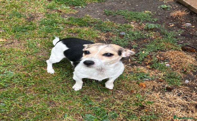 Jack Russell dogs - Advert 1