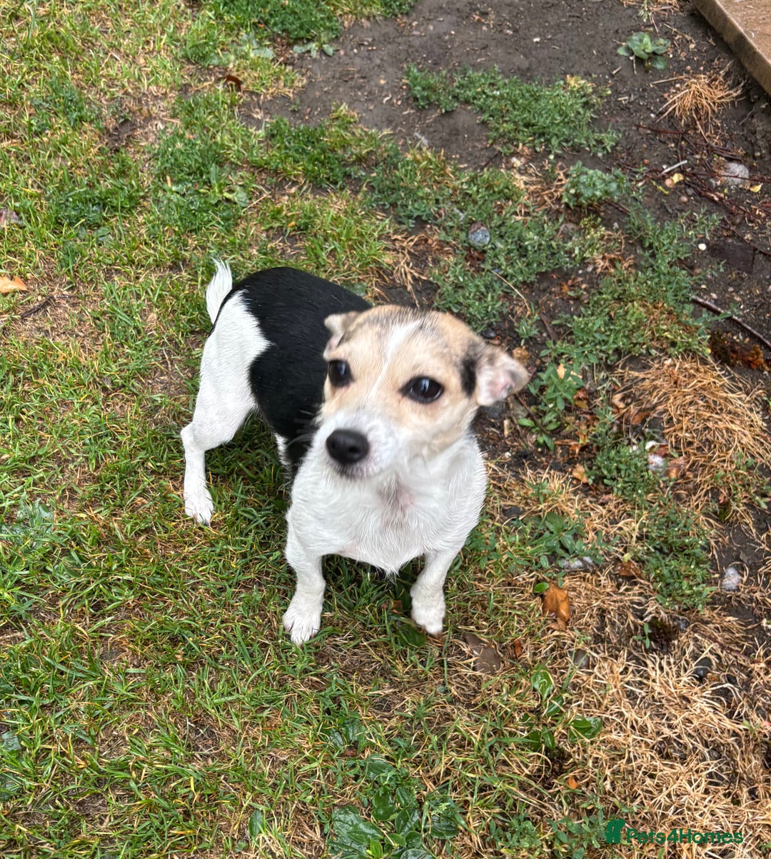 Jack Russell dogs for sale: Jack Russell bitch  - Image 1