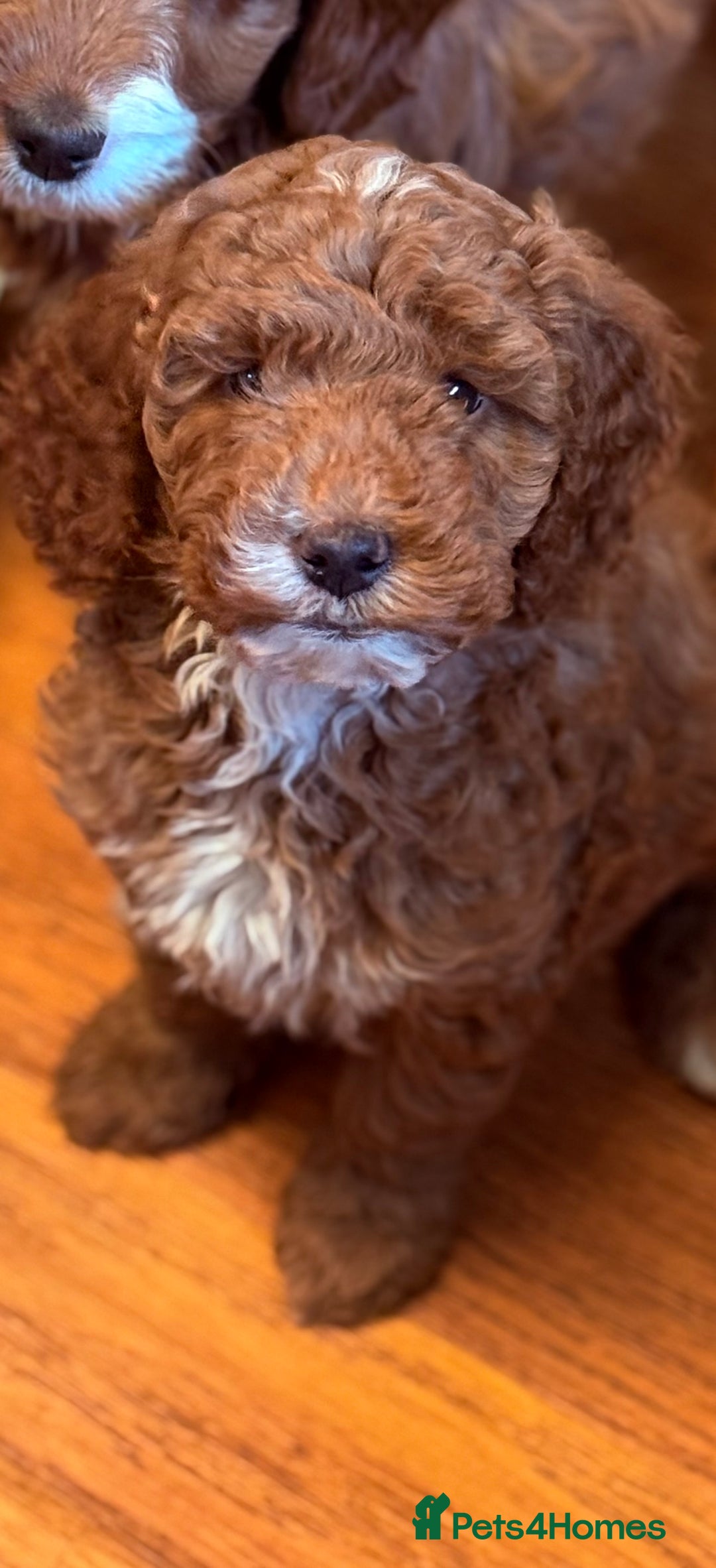 Labradoodle dogs for sale: Labradoodles  - Advert 4