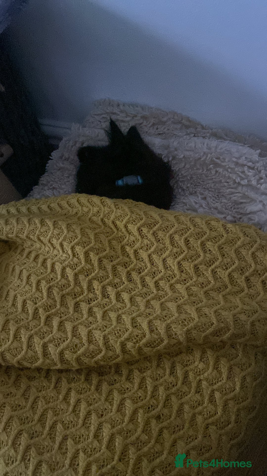 Maine Coon cats for sale: Maine coon boy kitten  - Advert 4