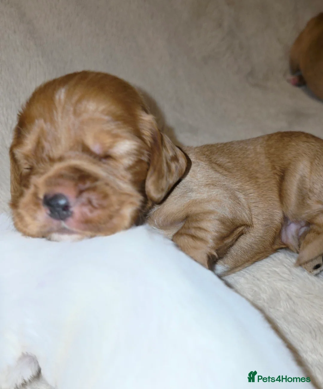 Cocker Spaniel dogs for sale: Cocker spaniel pups READY NOW  - Advert 1