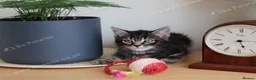 Mixed Breed cats for sale: Tabby kittens ready Now  - Advert 8