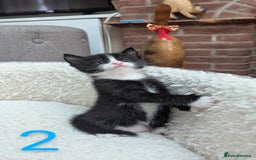 European cats for sale: 5 European shorthair kittens  - Image 3