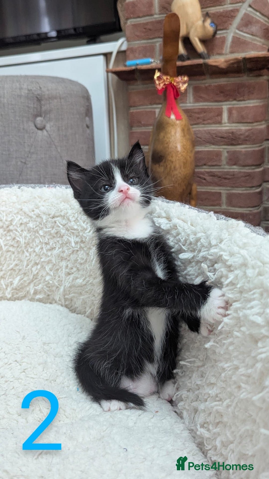 European cats for sale: 5 European shorthair kittens  - Image 3