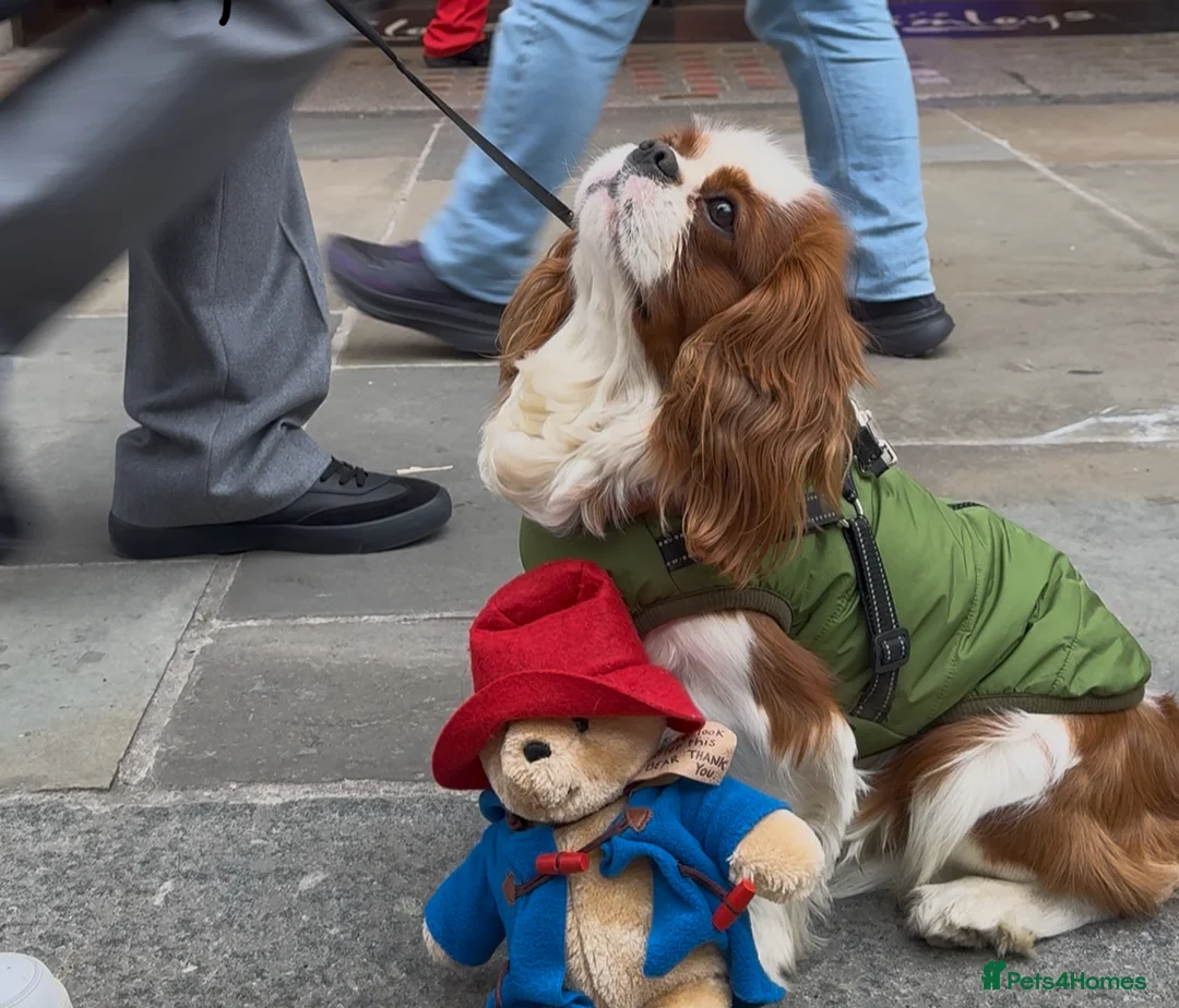 Cavalier King Charles Spaniel dogs for stud: Teddy, cavalier King Charles spaniel  in West Drayton - Advert 3