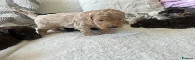 Cockapoo Puppy 2