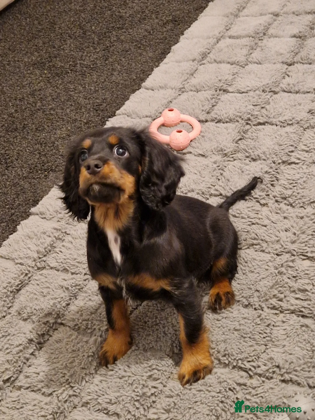 Cockalier dogs for sale: Poppy  - Advert 3