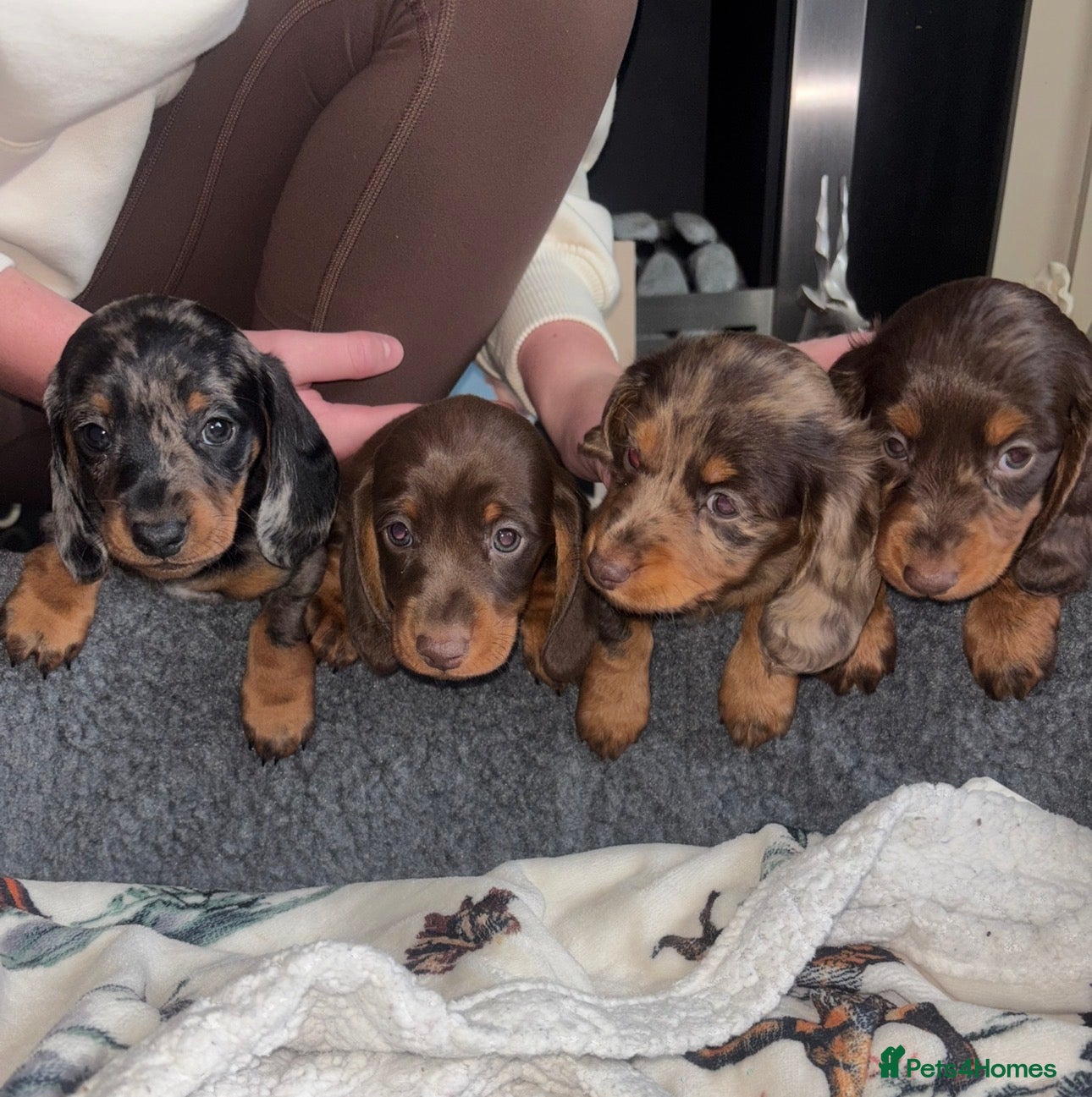 Dachshund dogs Miniature dachshund puppies 🐶long: smooth hair  - Advert 14