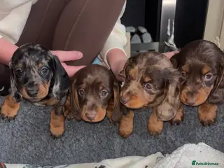 Dachshund dogs Miniature dachshund puppies 🐶long: smooth hair - Advert 14