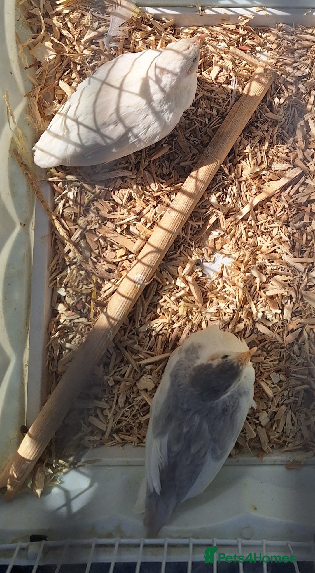 Budgerigars birds for sale: 3 blue Budgies.  And 2 male Chinese painted quails - Image 6