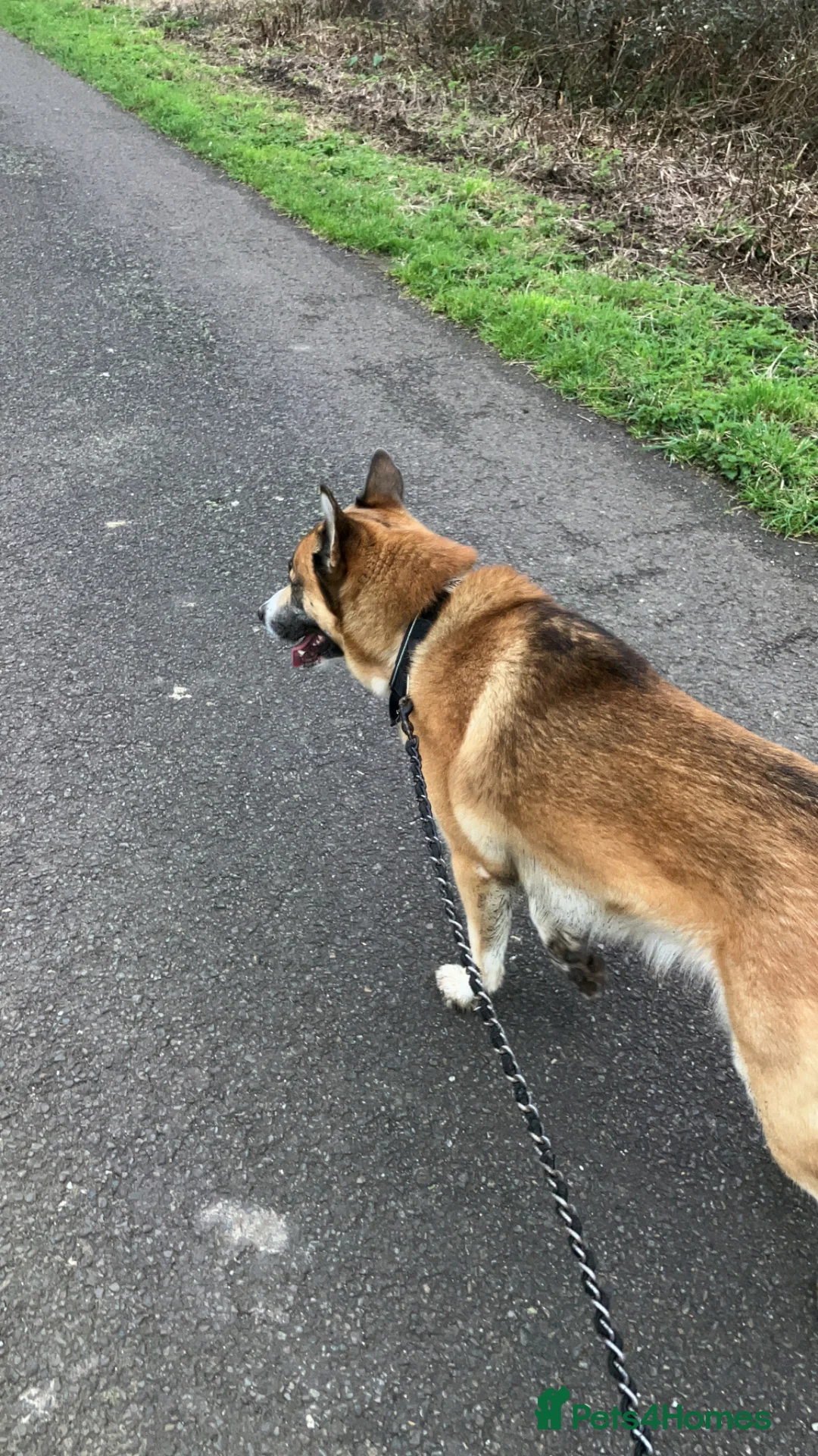 Mixed Breed dogs for stud: Male dog for stud  in Bridgwater - Advert 2