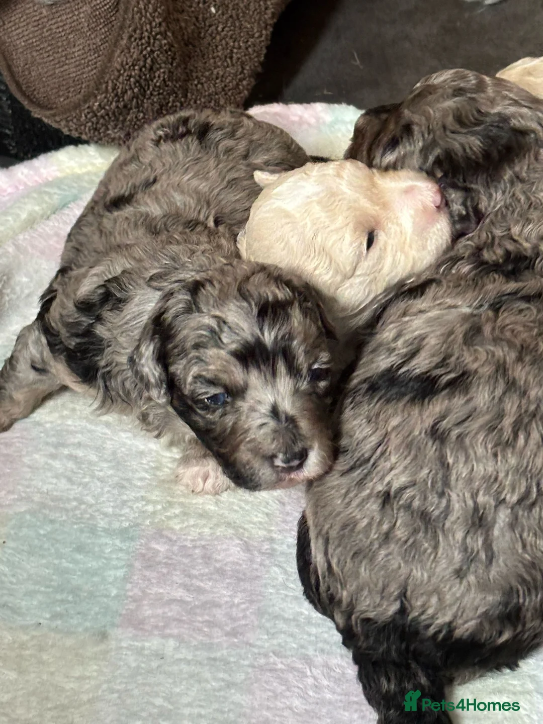 Toy Poodle dogs for stud: Stunning playful Parti Toy Poodle at Stud in Cannock - Advert 11