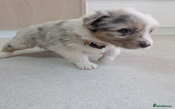 Australian Shepherd dogs for sale: Australian Shepherd puppies for sale  - Image 4