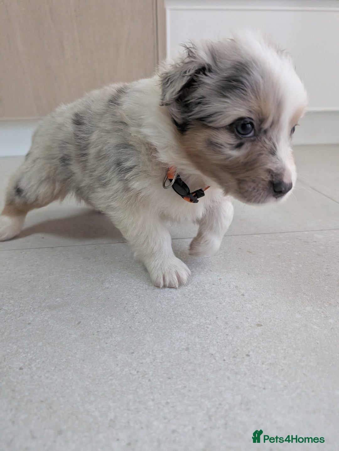 Australian Shepherd dogs for sale: Australian Shepherd puppies for sale  - Image 4