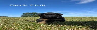 Dark Pink