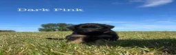 German Shepherd dogs for sale: Healthy & Chunky German Shepherd Puppies - Advert 12