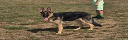 German Shepherd dogs for stud: Straight back stunning B&T Stud - Advert 3