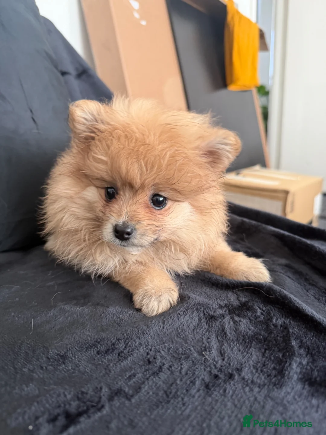 Pomeranian dogs for sale: Pomeranian  - Advert 2