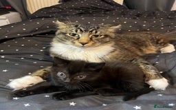 Mixed Breed cats for sale: Mainecoon x boy looking for home - Image 7