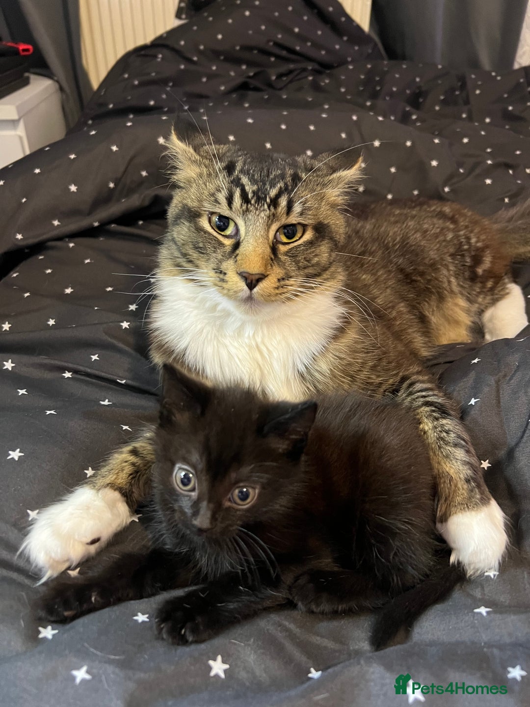 Mixed Breed cats for sale: Mainecoon x boy looking for home - Image 7