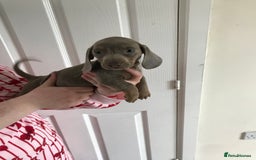 Dachshund dogs for sale: Dachshund  - Image 7
