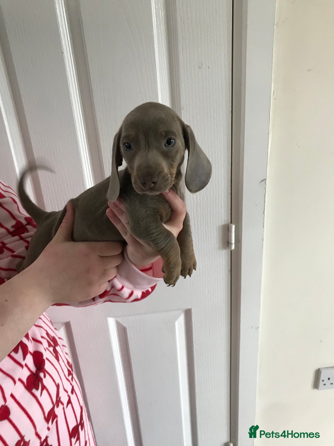 Dachshund dogs for sale: Dachshund  - Image 7