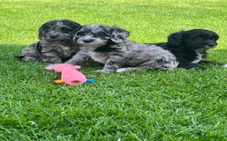 Cavapoo dogs for sale: Stunning Cavapoo puppies - Image 13
