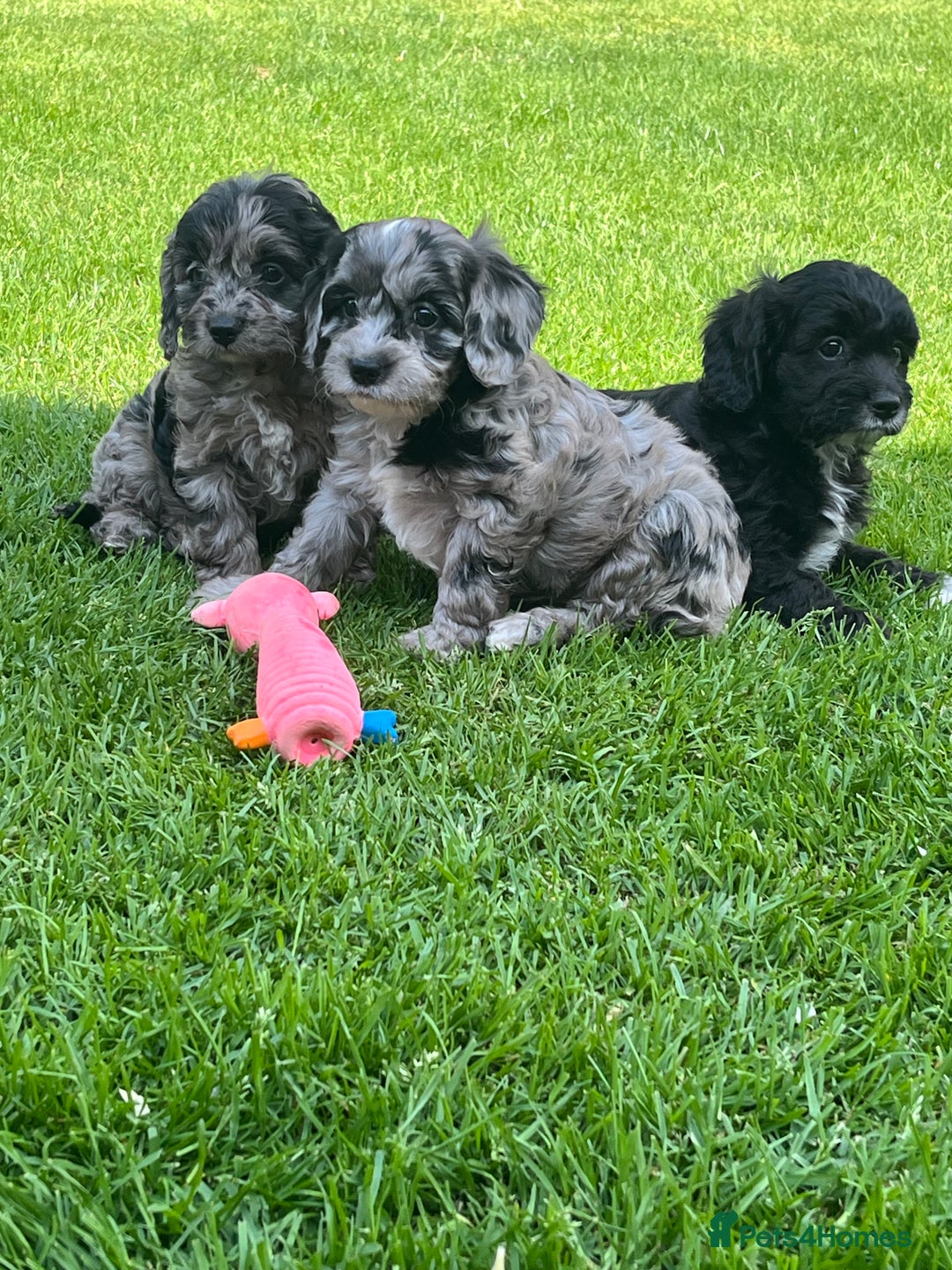 Cavapoo dogs for sale: Stunning Cavapoo puppies - Image 13