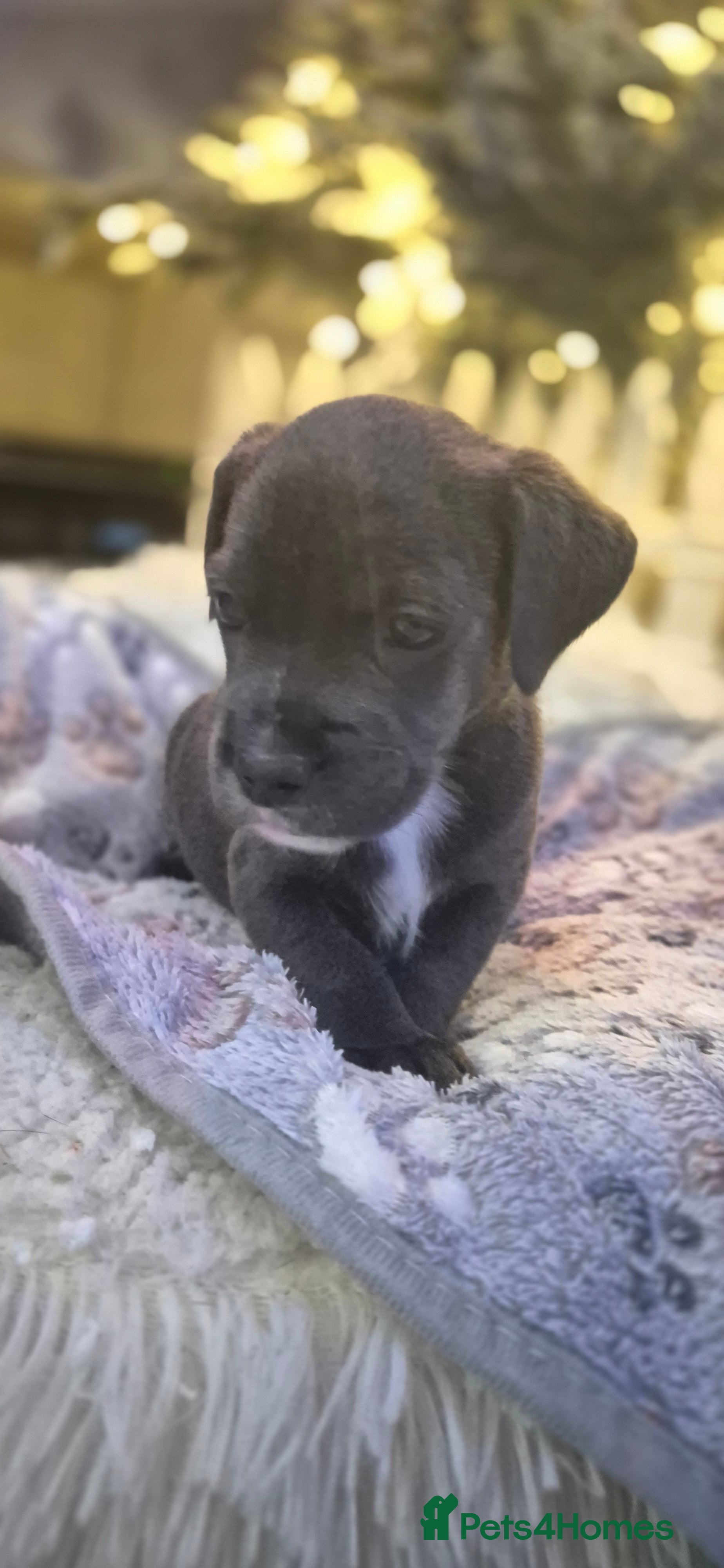 Mixed Breed dogs Labrador/french bulldog pups - Advert 2