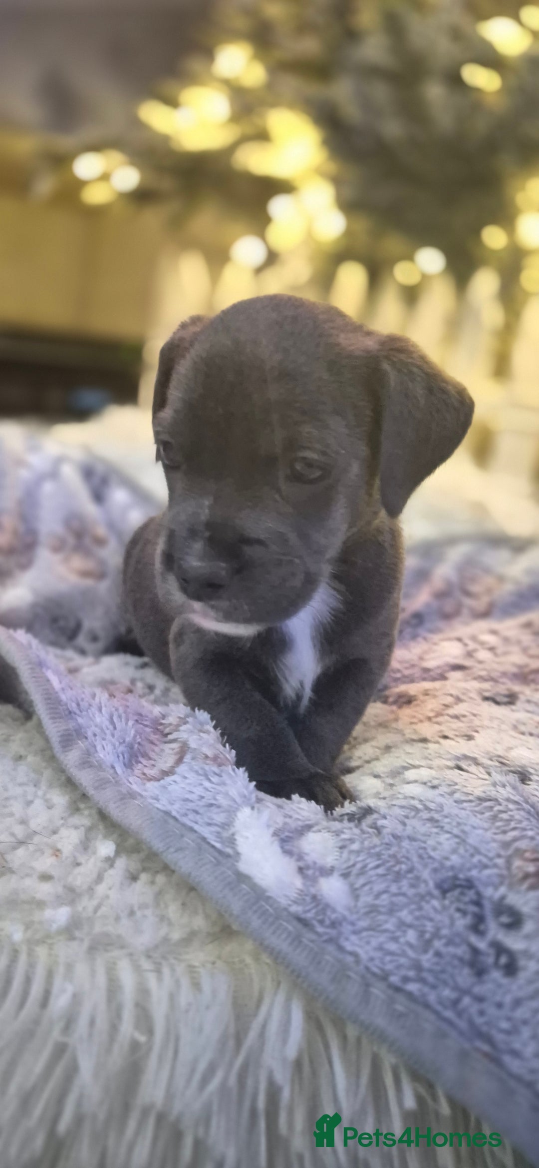 Mixed Breed dogs for sale: Labrador/french bulldog pups - Advert 1