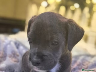 Mixed Breed dogs Labrador/french bulldog pups - Advert 2