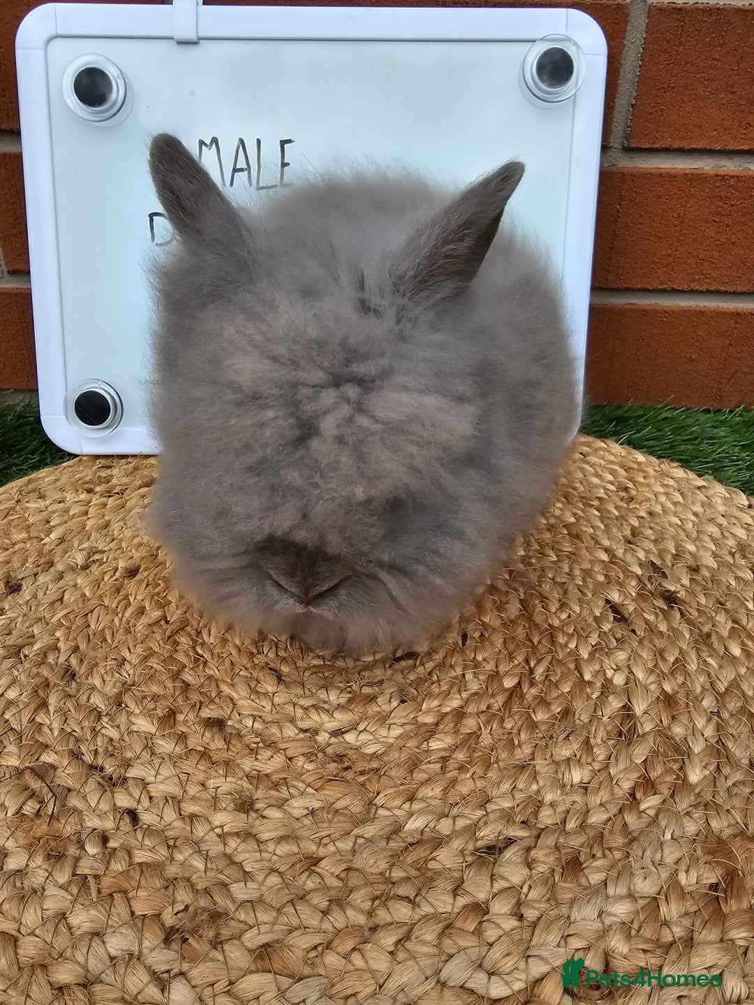 Lionhead rabbits for sale: Double Maned Lionhead  - Image 6