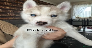 Siberian Husky dogs - Advert 10