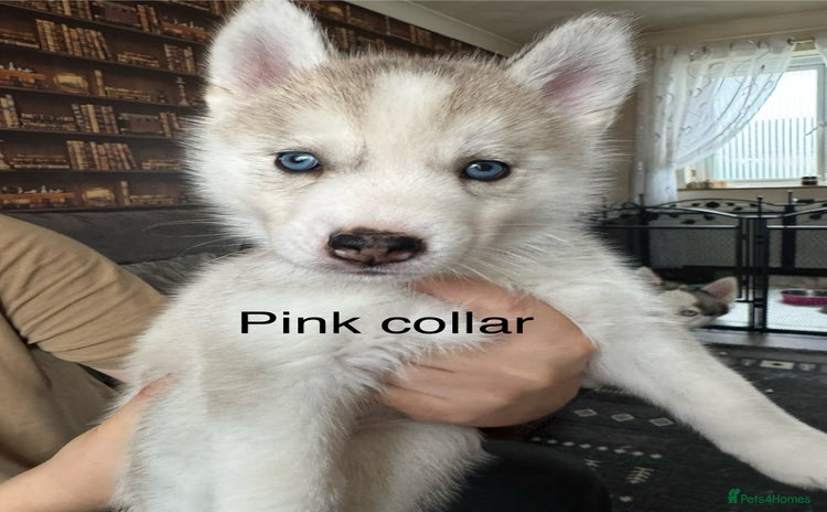 Siberian Husky dogs - Advert 1